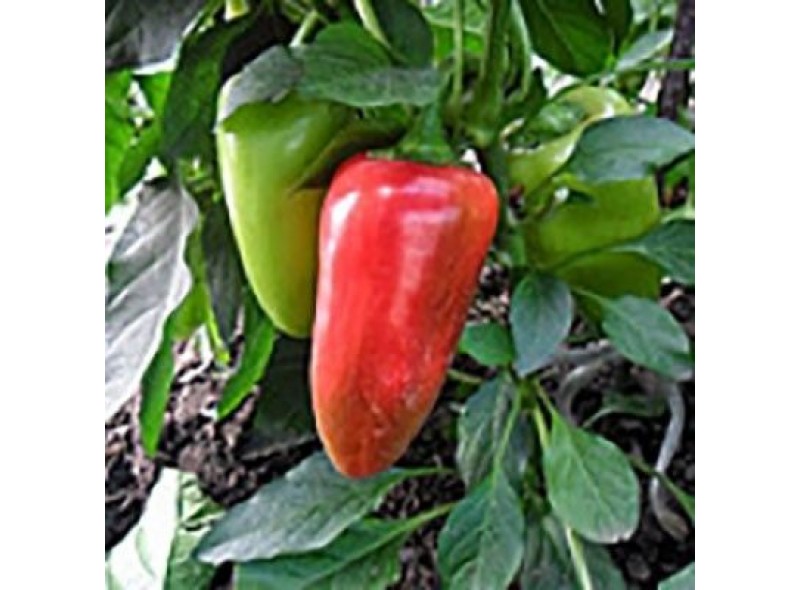 Семена перца сладкого Фанат F1 (среднеранний) Тип Капия, (500 сем.) Lark Seeds